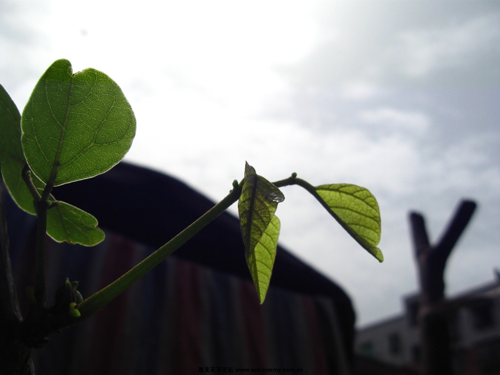 canon powershot A580  ISO80 F/7.1