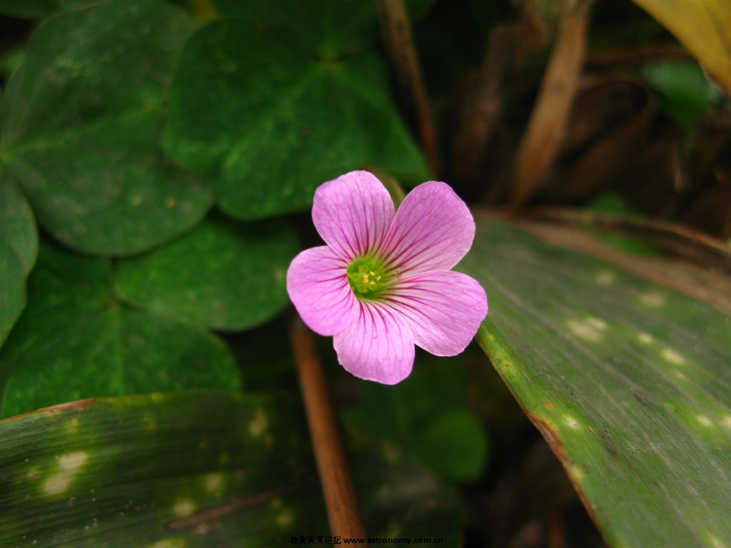 canon powershot A580  ISO80 F/2.6