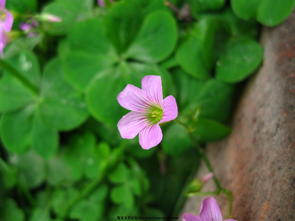 canon powershot A580  ISO80 F/2.6