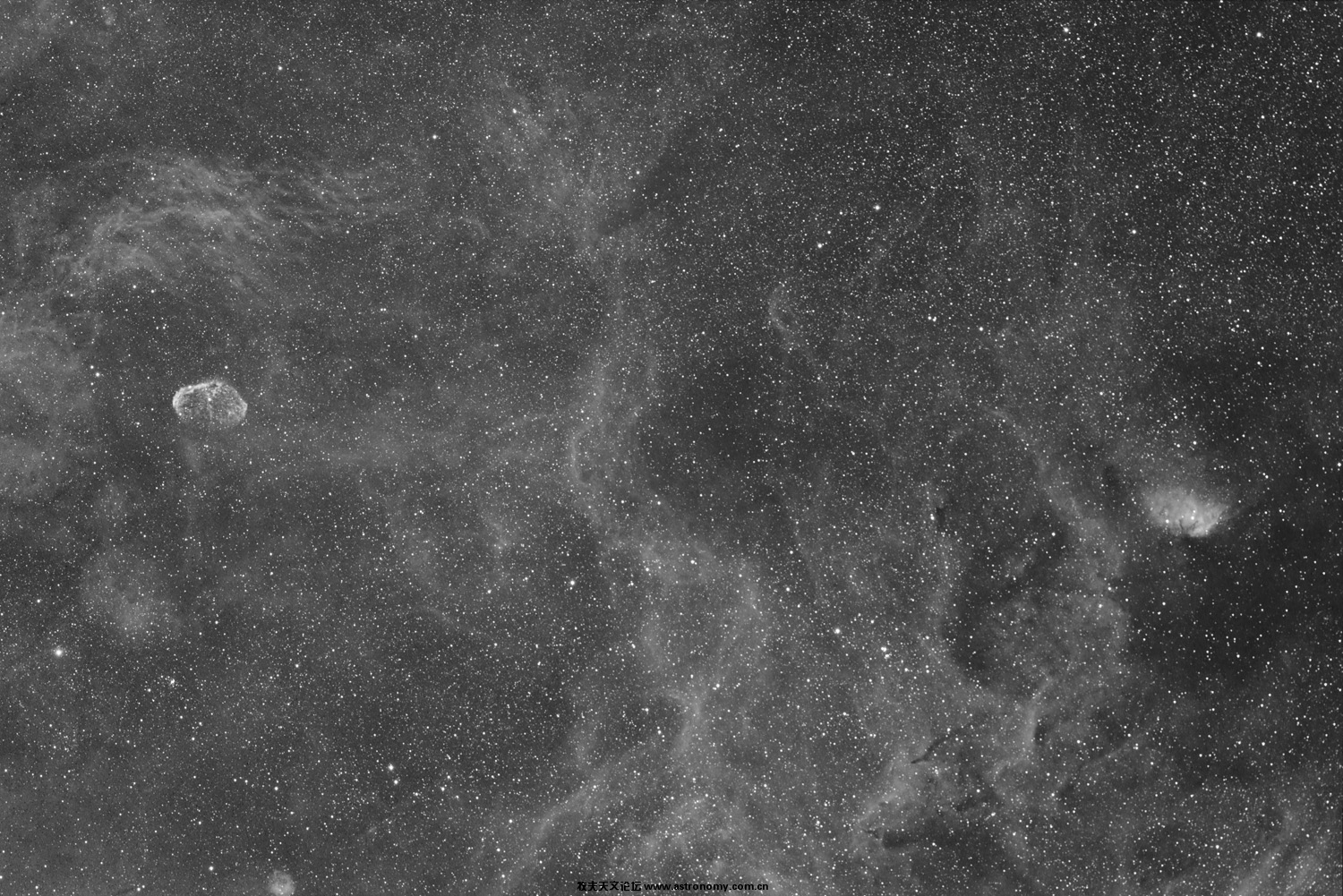 Cresent and Tulip resize.jpg