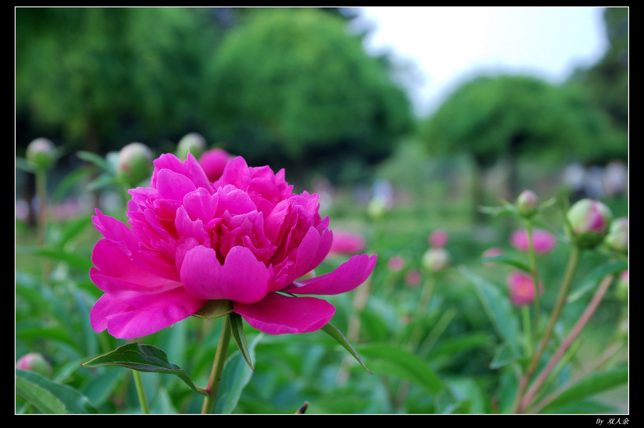 百花待放.jpg