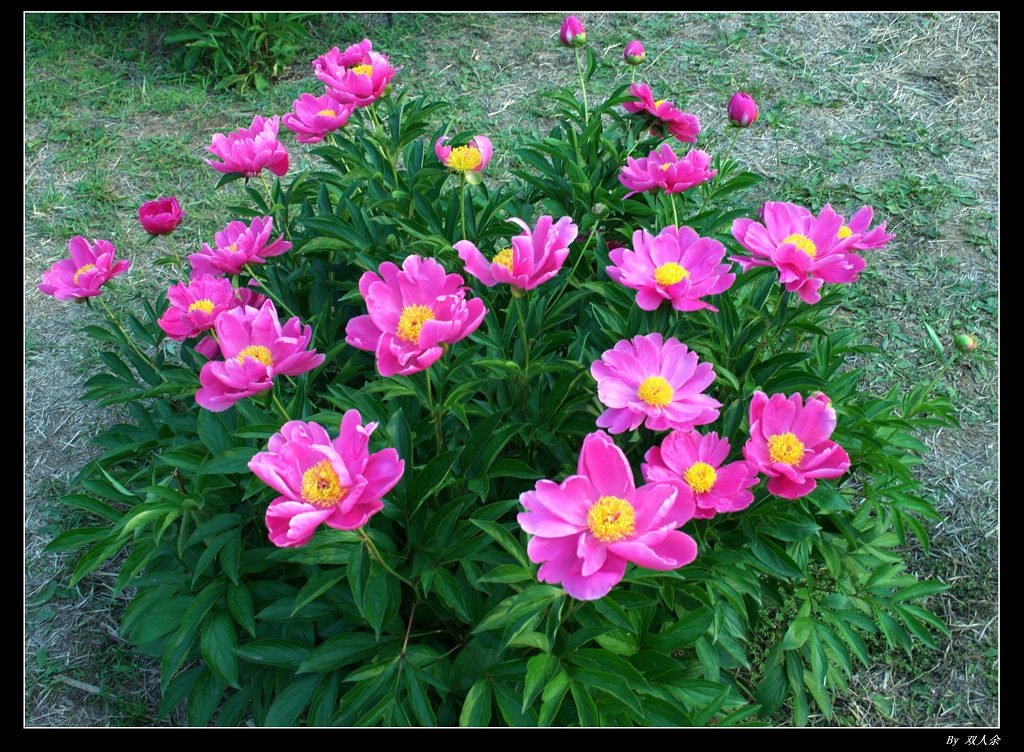 芍药.jpg