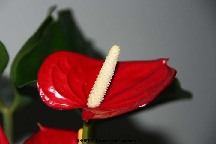 IMG_1808.JPG