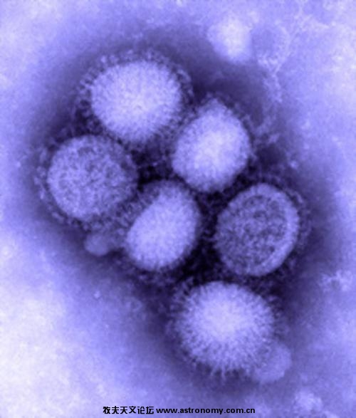 美国疾病控制与预防中心(CDC)发表的圆形甲型H1N1流感病毒.jpeg