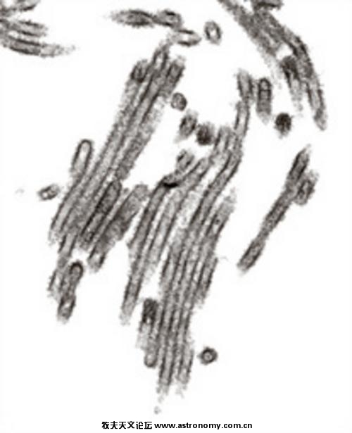 体态细长的甲型H1N1流感病毒.jpeg