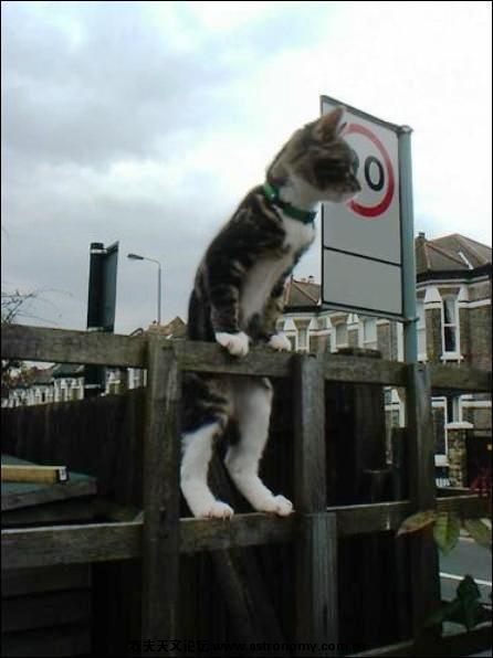 随时锻炼自己 猫必须要高瞻远瞩.jpg