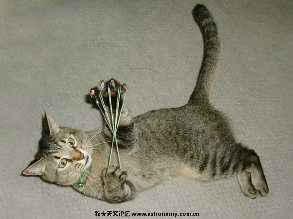 会翻麻花.jpg