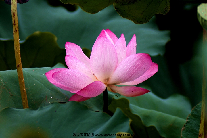 雨后荷花（上传版）.jpg