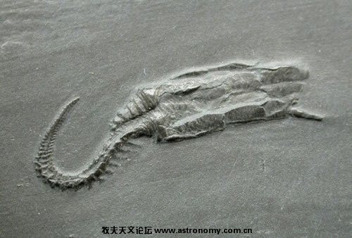 海果类动物化石.jpeg
