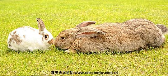 英国巨兔“本尼”与普通兔子在一起.jpg