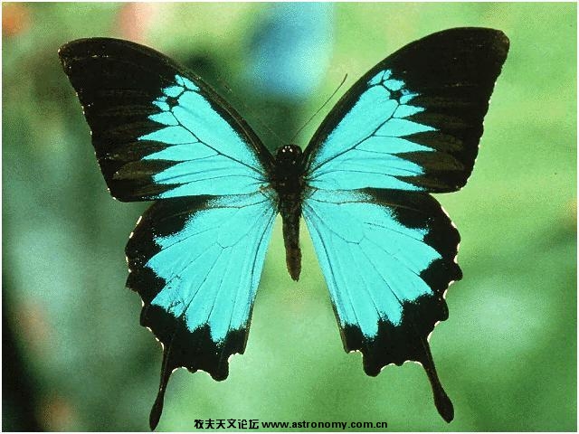 我叫不上名字的一种蝴蝶.jpg