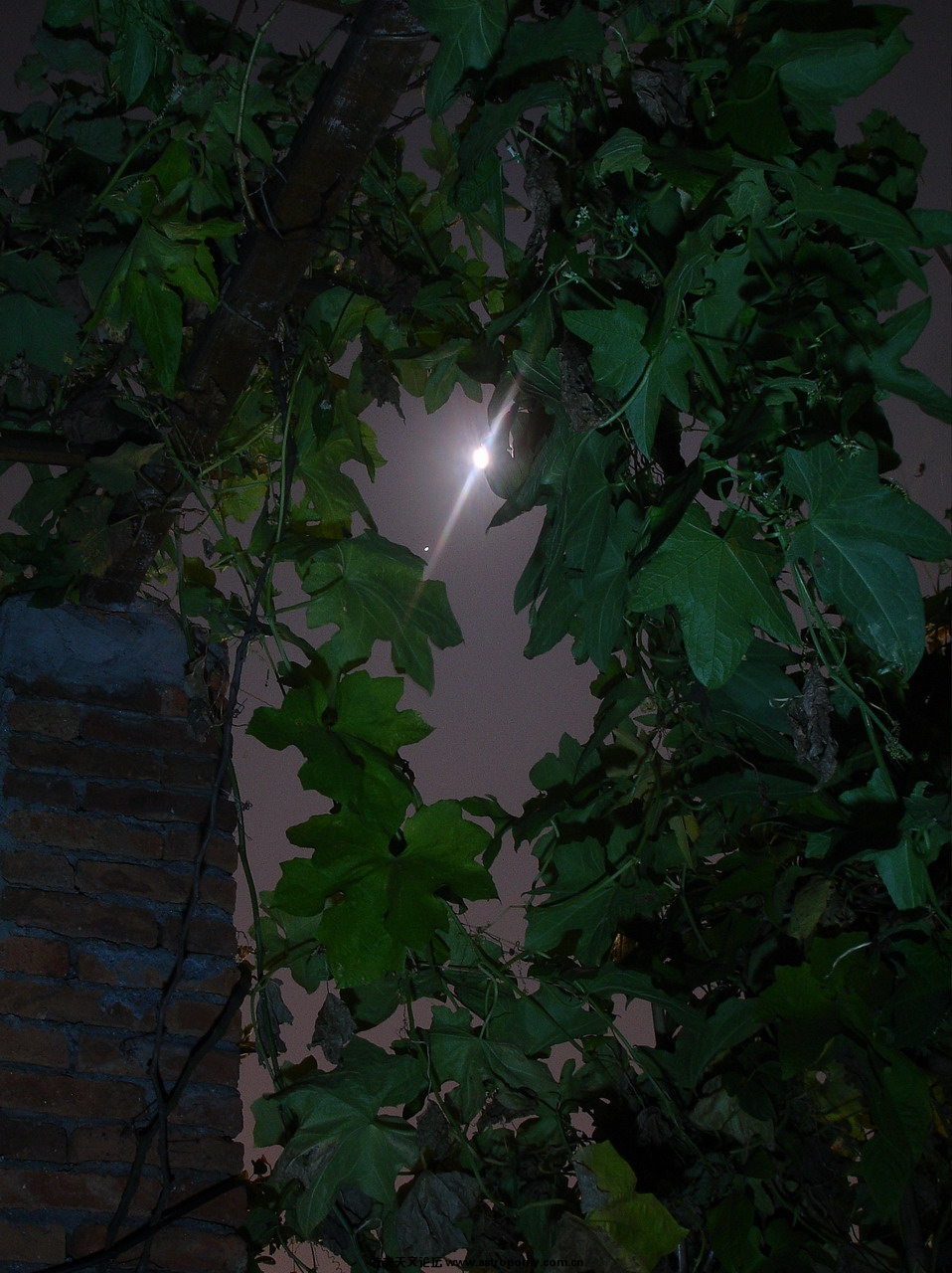 瓜藤下的木星合月