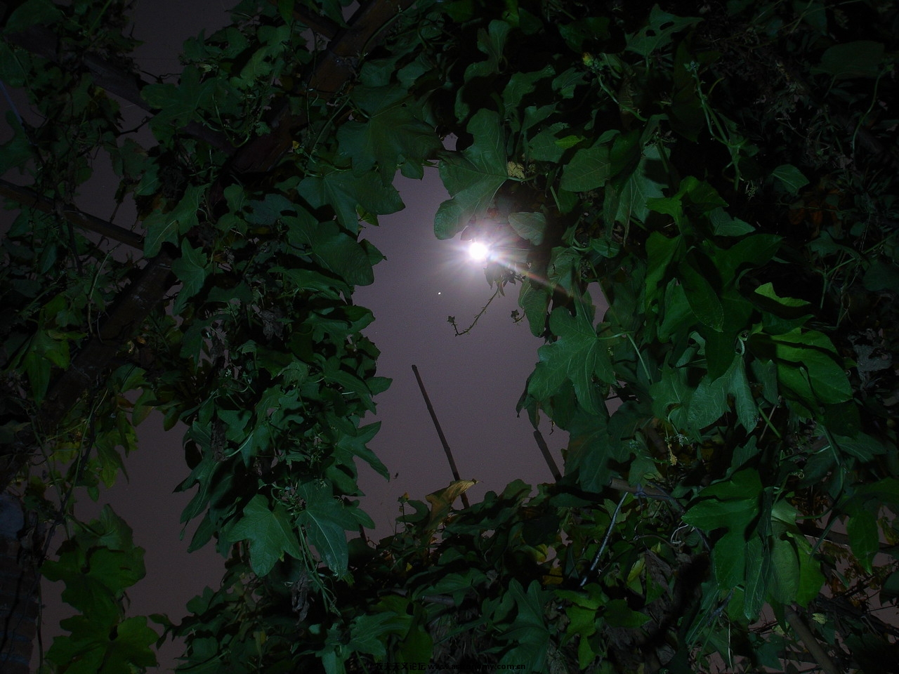 瓜藤间的木星合月