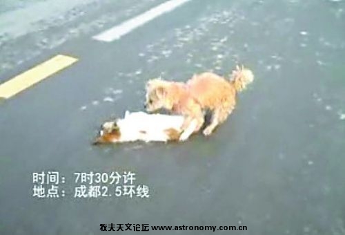 黄狗努力将白狗刨向路边