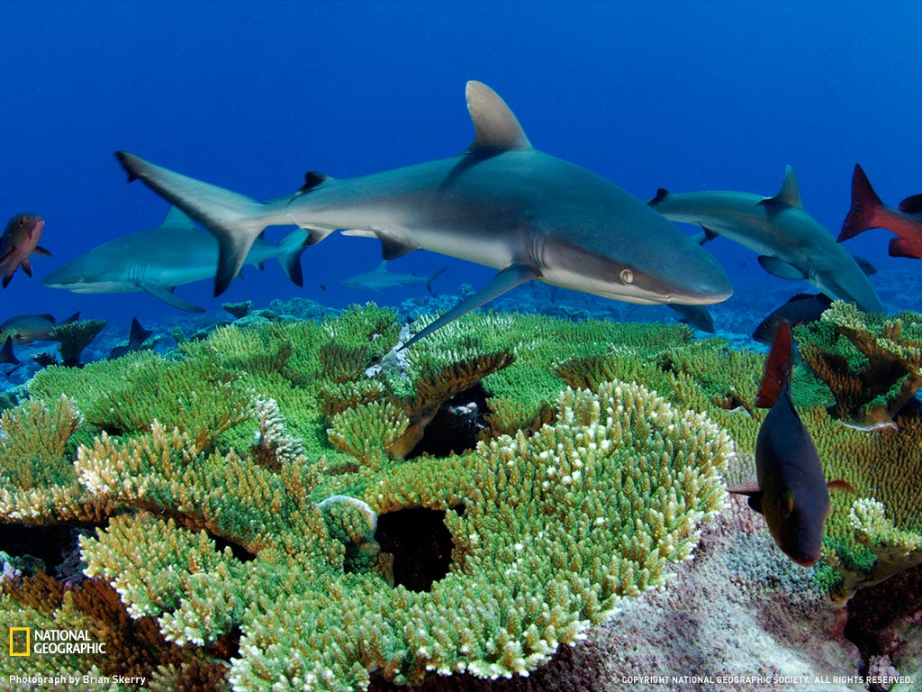 灰暗礁鲨鱼和红笛鲷，金曼暗礁.jpeg