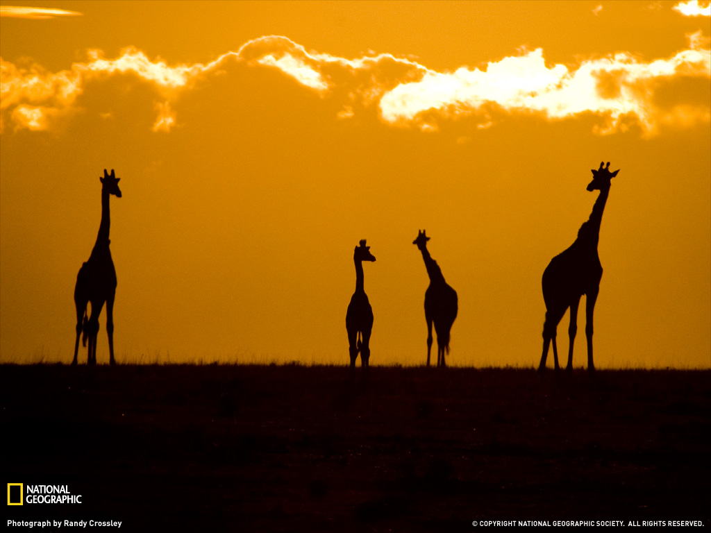 长颈鹿日落时，马塞族人，肯尼亚.jpeg