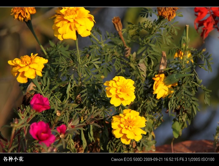 各种小花IMG_2564.jpg