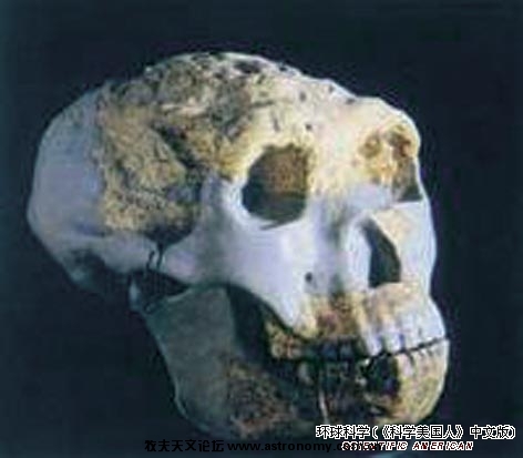  13 1963年7月，中国科学院古脊椎动物与古人类研究所的野外考察队在陕西蓝田县发掘出一个保存非常完好的猿 ...