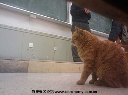 一只经常在北京大学教室里“蹭课”的猫走红网络，此猫称为北大“学术校猫”。 ...