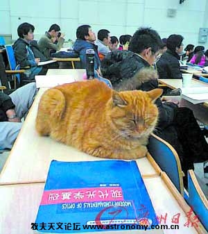 学术校猫在课桌上“听课”