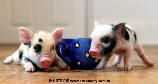 只有茶杯那么大的小猪.jpg