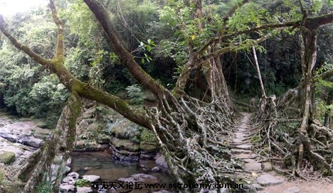 树根桥.jpg