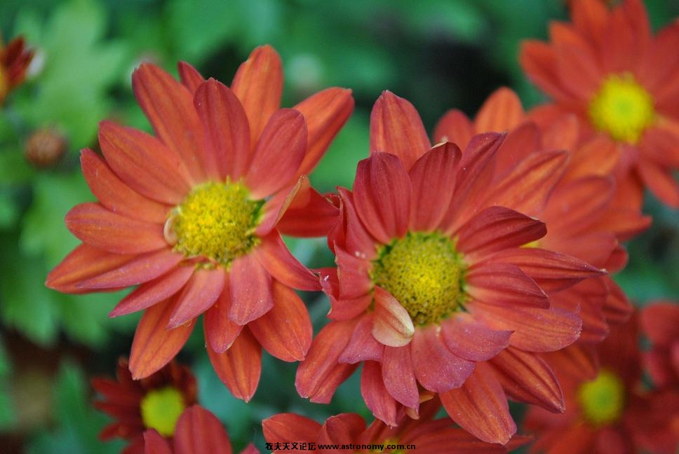 花6.JPG