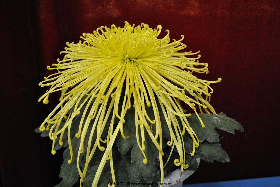花7.JPG