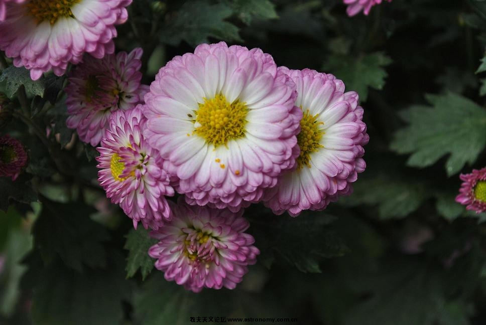 花4.JPG