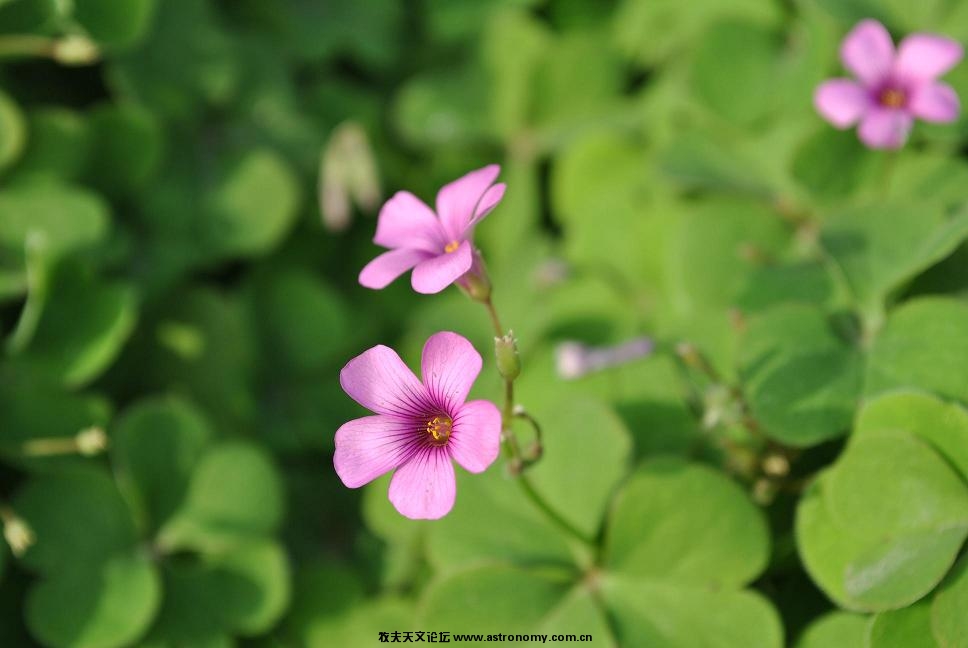花11.JPG