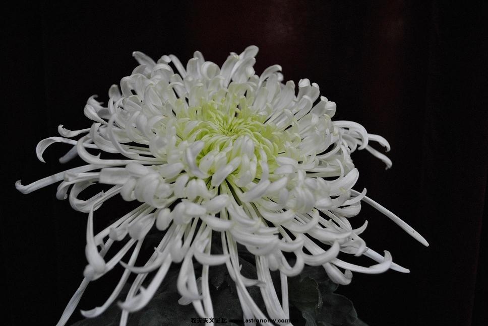 花8.JPG