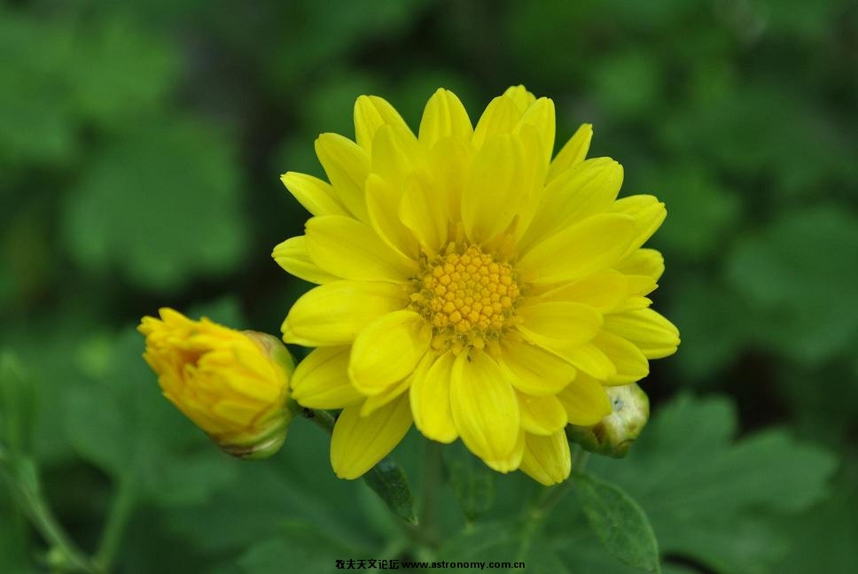 花1.JPG