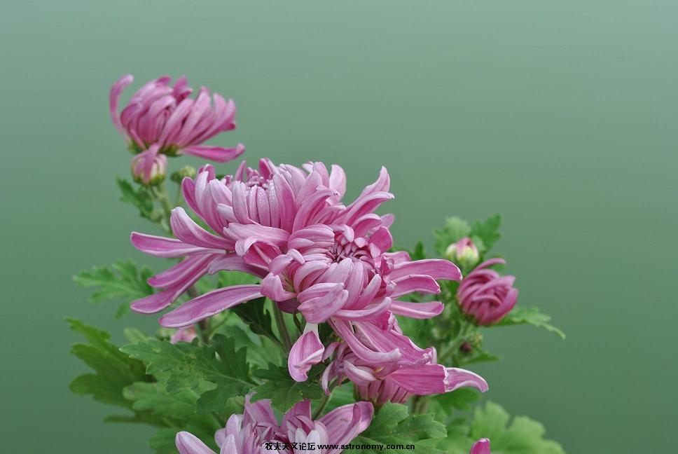 花2.JPG