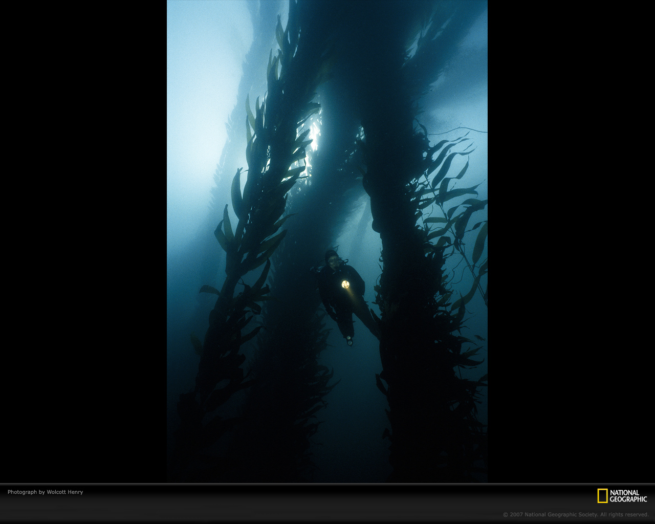 giant-kelp-fronds-658256-xl.jpg