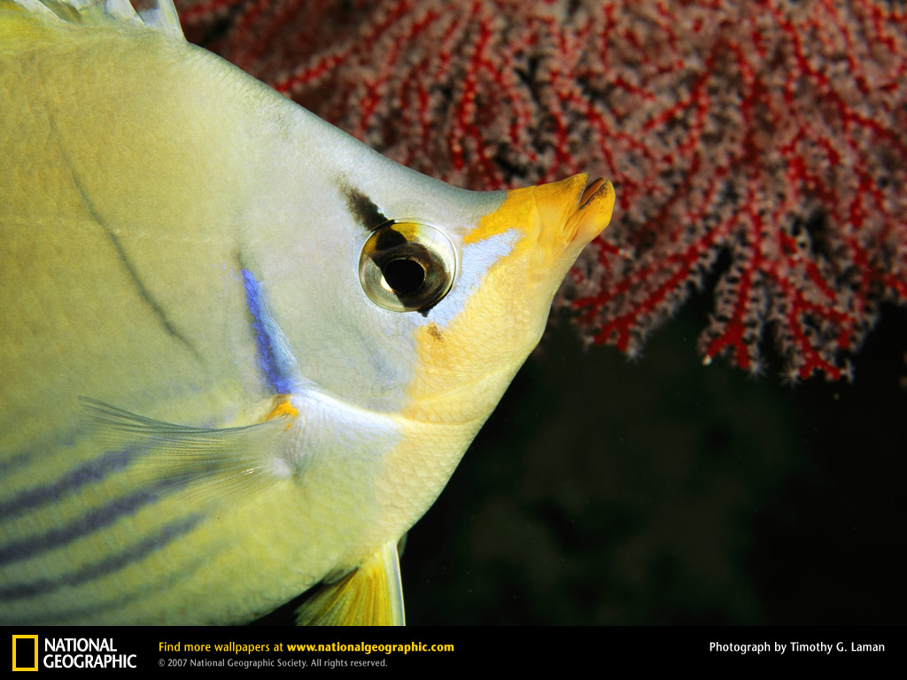 saddledbutterflyfish-732426-lw.jpg