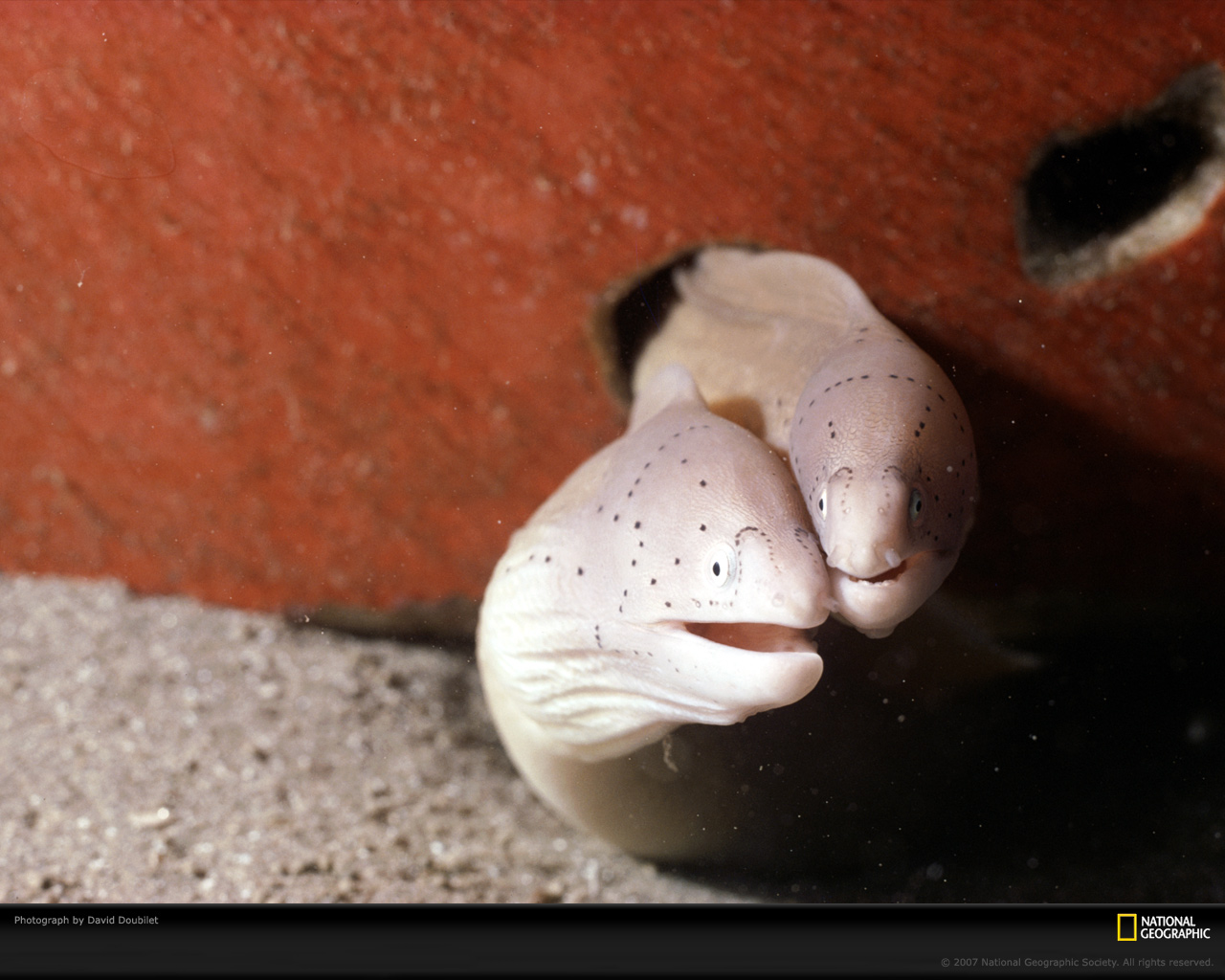 geometric-moray-eels-217989-xl.jpg