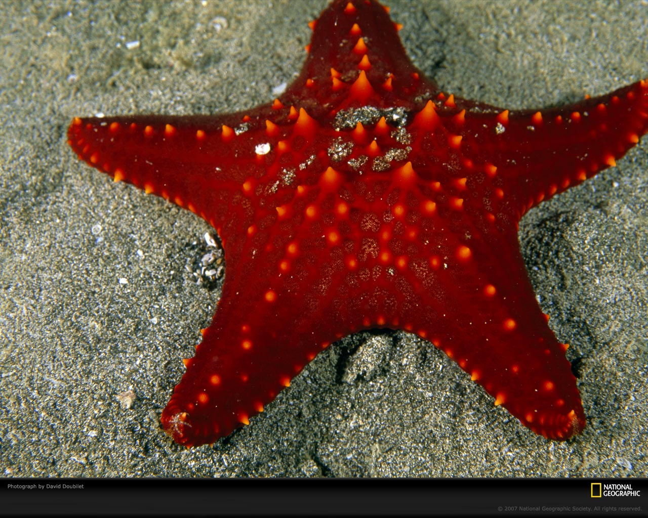 red-sea-star-523563-xl.jpg