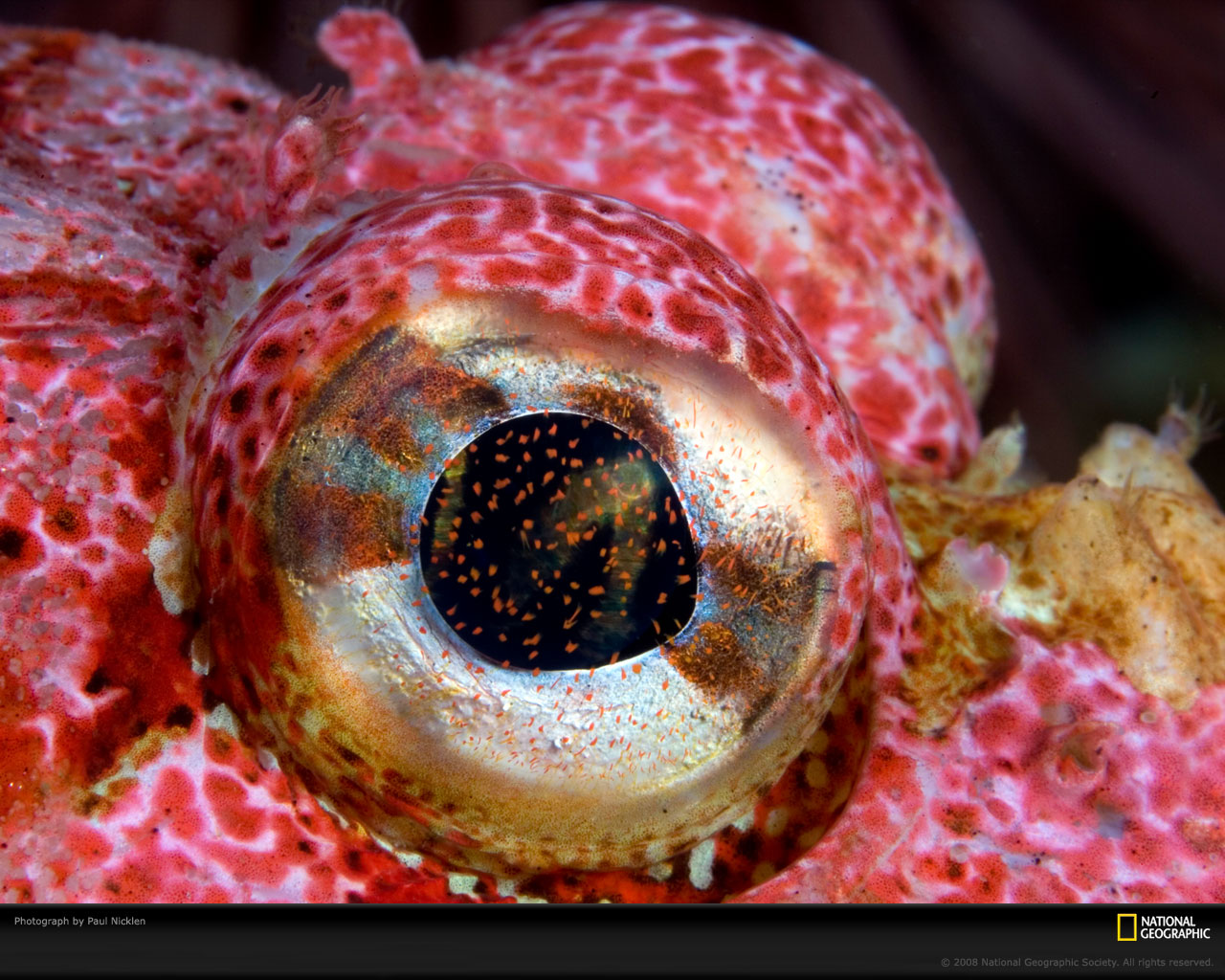 sculpin-fish-laman-1035650-xl.jpg