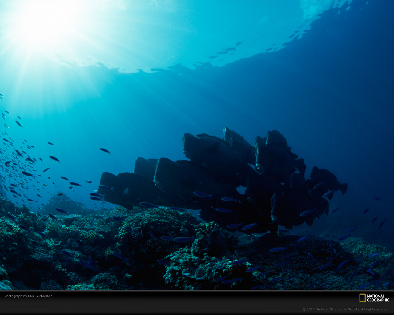 underwater-reef-sutherland-1091140-xl.jpg