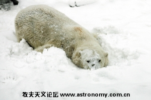 鹅毛大雪让市动物园耐寒动物北极熊、东北虎等“乐”坏了。