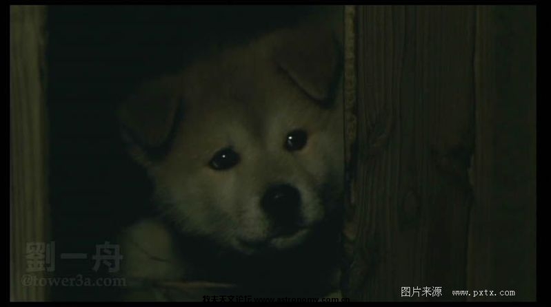 可爱的八公