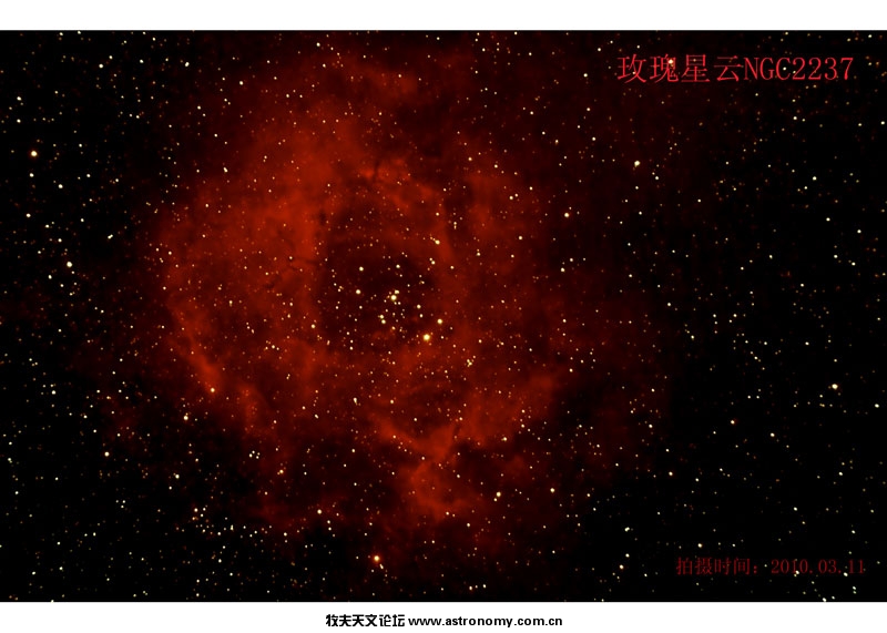 20100310玫瑰.jpg
