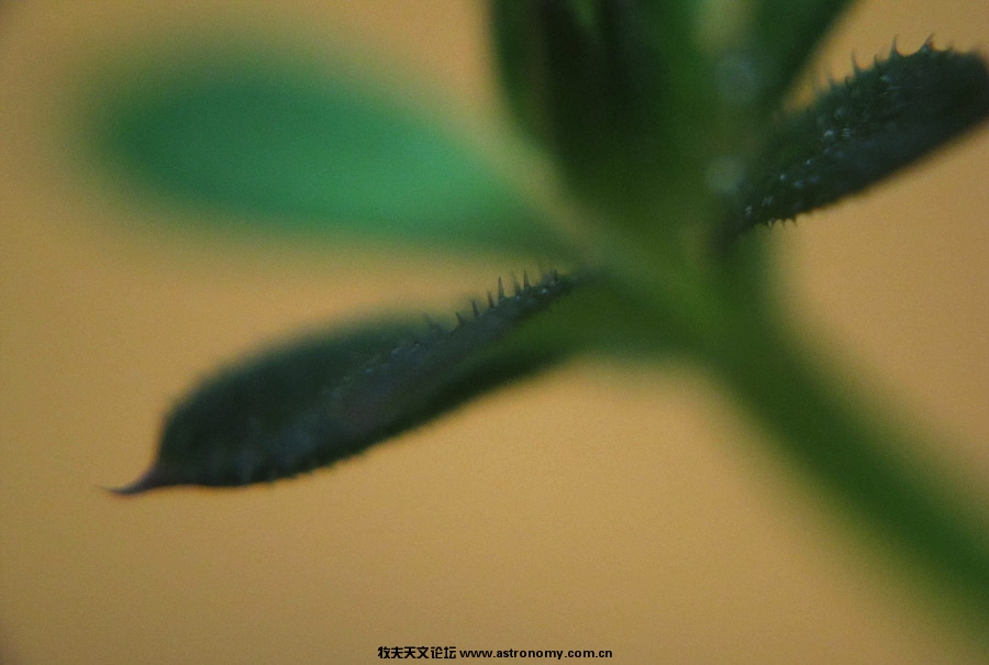 小草1.jpg