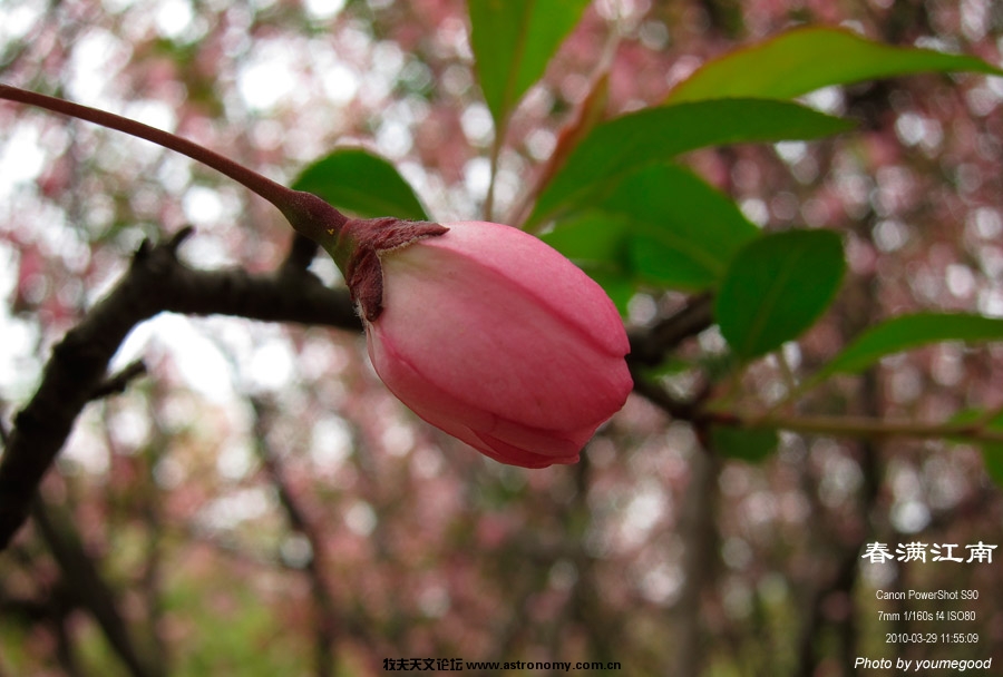 樱花2.jpg