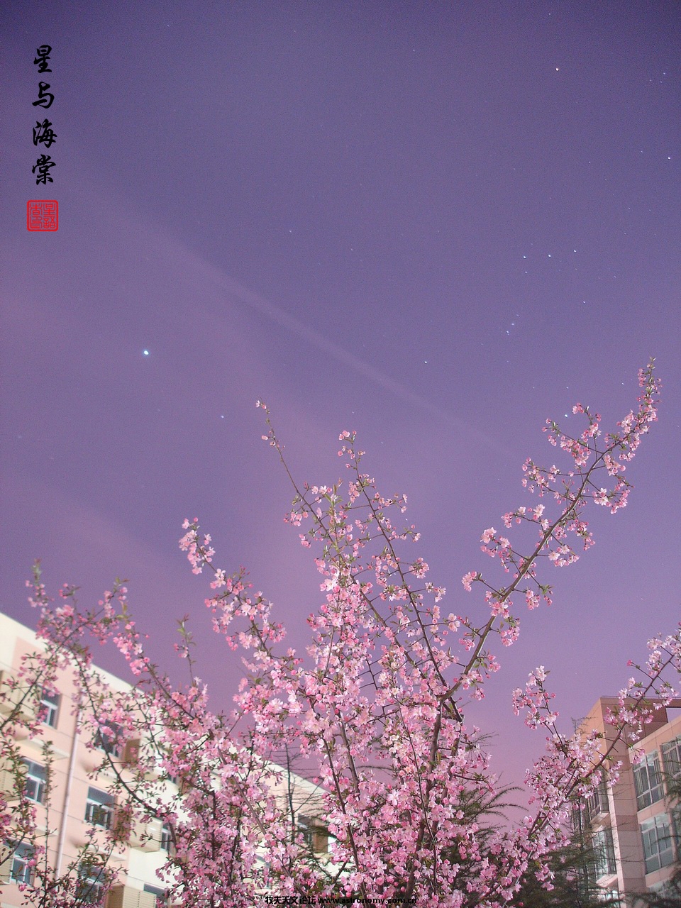 DSC06338星之海棠.jpg