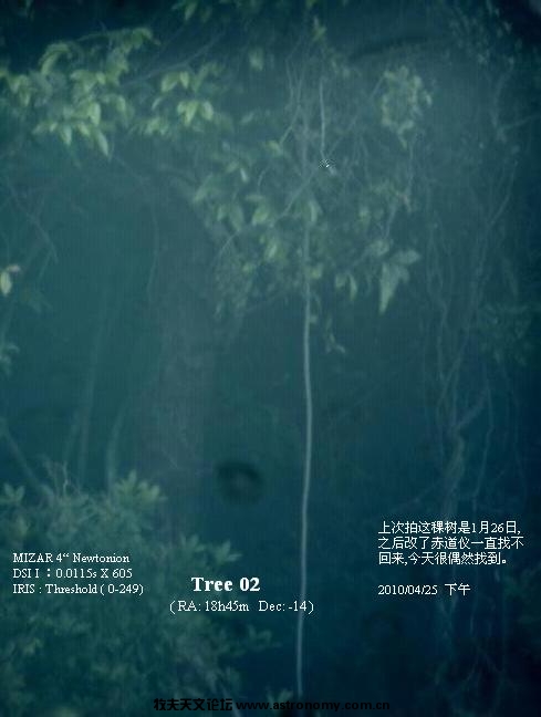 Tree02.jpg