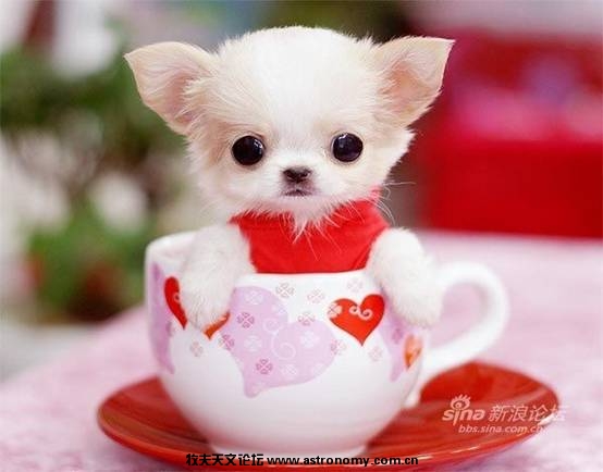 超可爱超萌茶杯狗狗_clip_image011.jpg