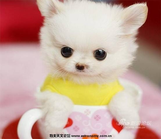 超可爱超萌茶杯狗狗_clip_image007.jpg