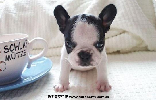 超可爱超萌茶杯狗狗_clip_image014.jpg