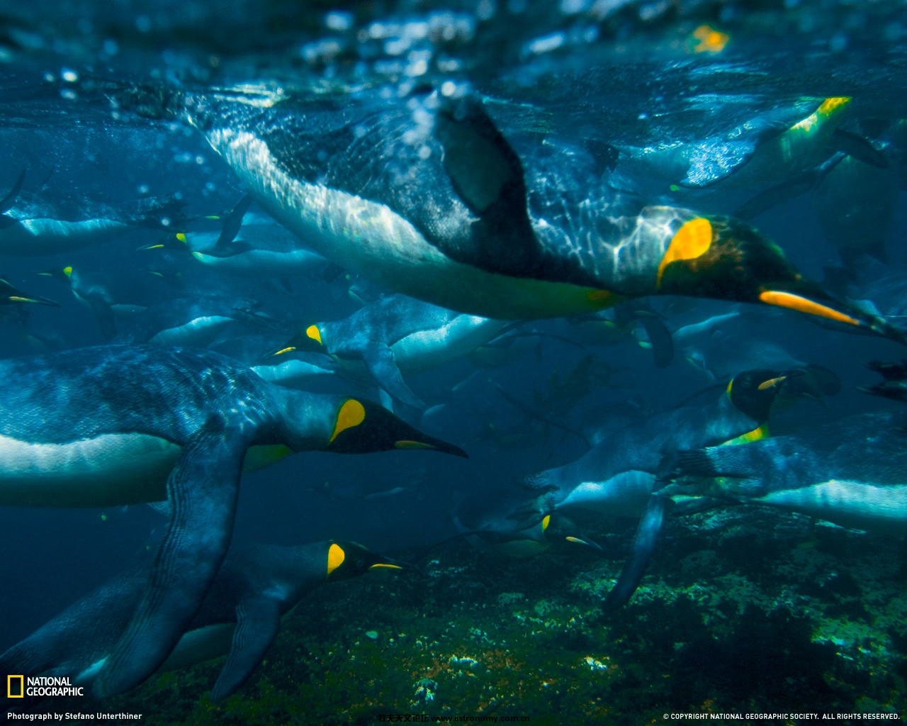king-penguins-swimming-1255969-091709-xl.jpg